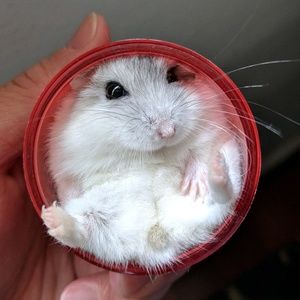 Meet your Posher, Calvin